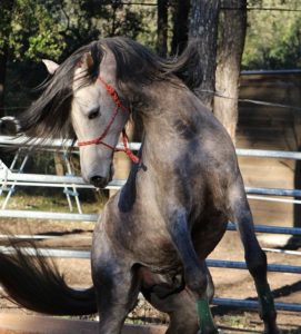 Angst vor Kontrollverlust beim Reiten